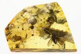 Detailed Fossil Fly (Dolichopodidae) and Leaf in Baltic Amber #272158-1